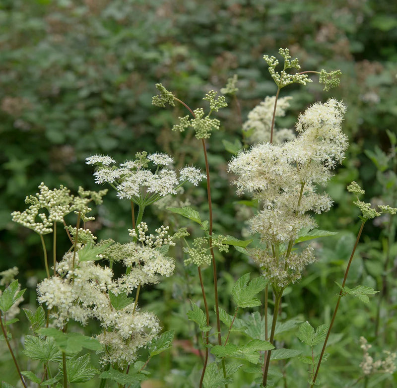 Green Filipendula Flower seeds for Planting - Fragrant Blossoms, Heirloom & GMO Free Seeds for Home Garden