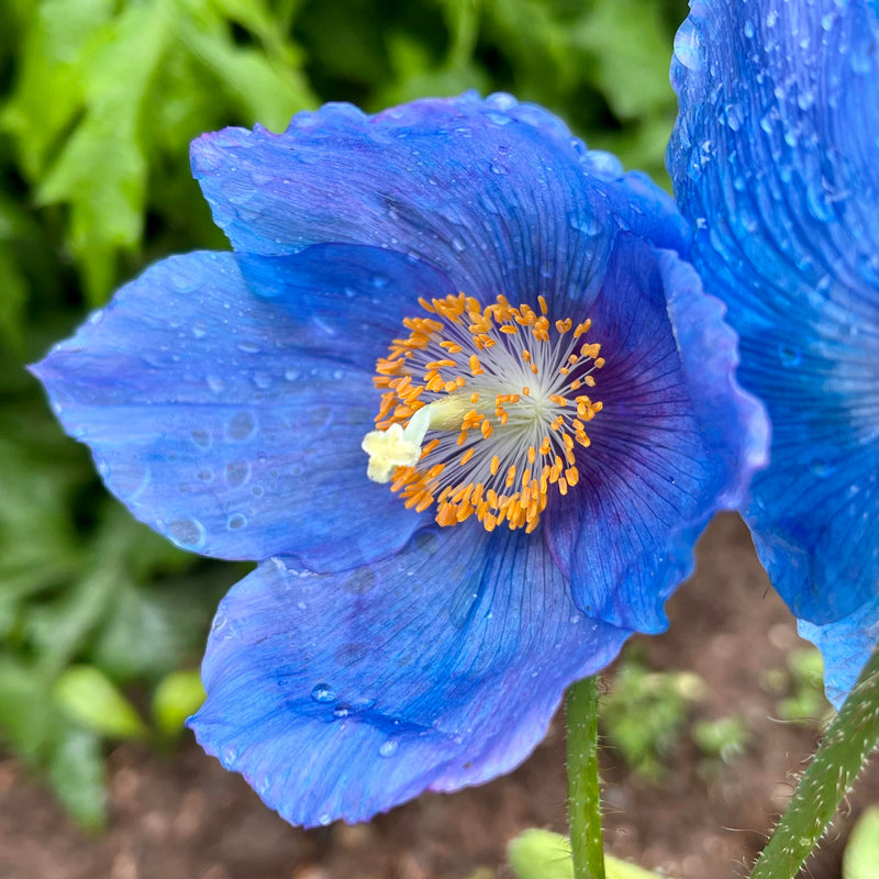 Meconopsis Flower seeds for Planting - Vibrant Colors, Heirloom & GMO Free Seeds for Home Garden