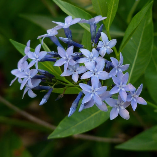 Amsonia Flower seeds for Planting Long Bloom Season Heirloom & GMO Free Seeds for Home Garden
Sale seeds for home garden planting