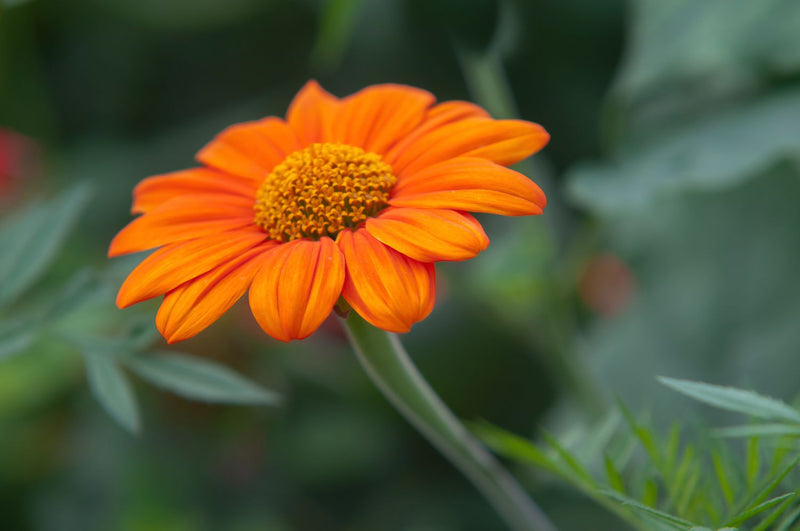 Orange Mexican Sunflower Planting Seeds - Bold Blooms