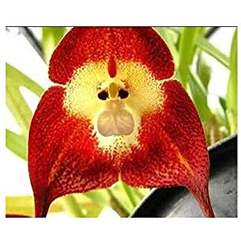 Dark Red Monkey Face Orchid Flower seeds for Planting - Hardy Variety, Heirloom & GMO Free Seeds for Home Garden