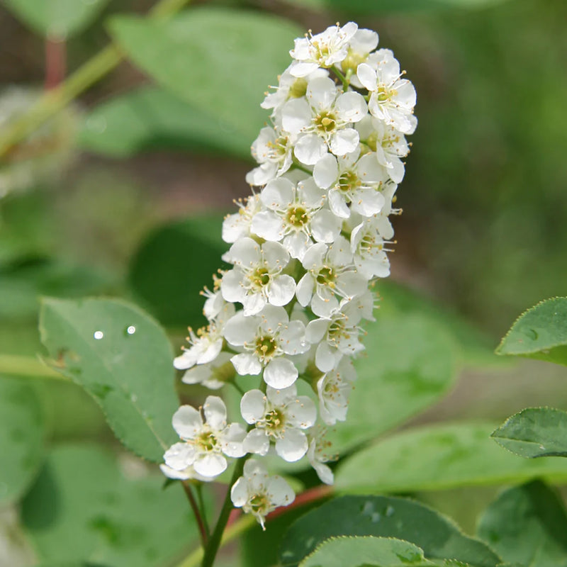 Verbena Chokecherry Flower seeds for Planting Seasonal Bloomer Heirloom & GMO Free Seeds for Home Garden
