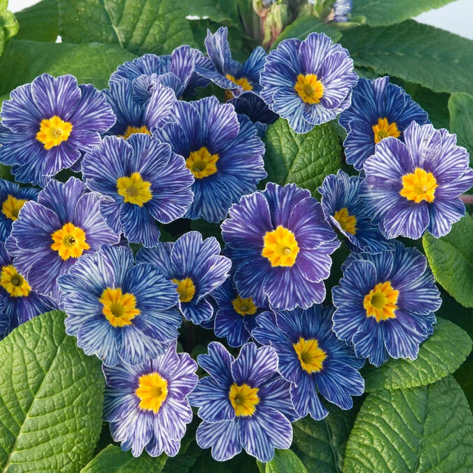 Blue Primrose Flower seeds for Planting - Drought Tolerant, Heirloom & GMO Free Seeds for Home Garden