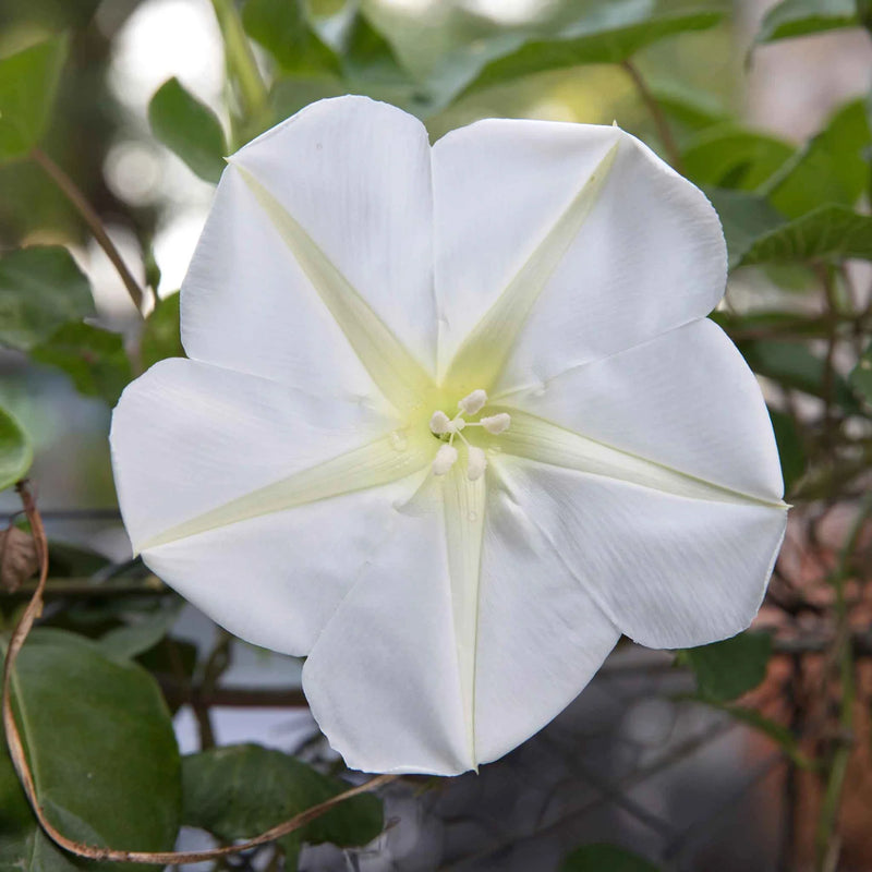 Moon Flower seeds for Planting - Seasonal Bloomer, Heirloom & GMO Free Seeds for Home Garden