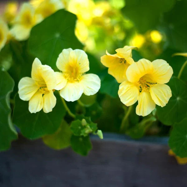 Green Nasturtium Flower seeds for Planting - Shade Tolerant, Heirloom & GMO Free Seeds for Home Garden