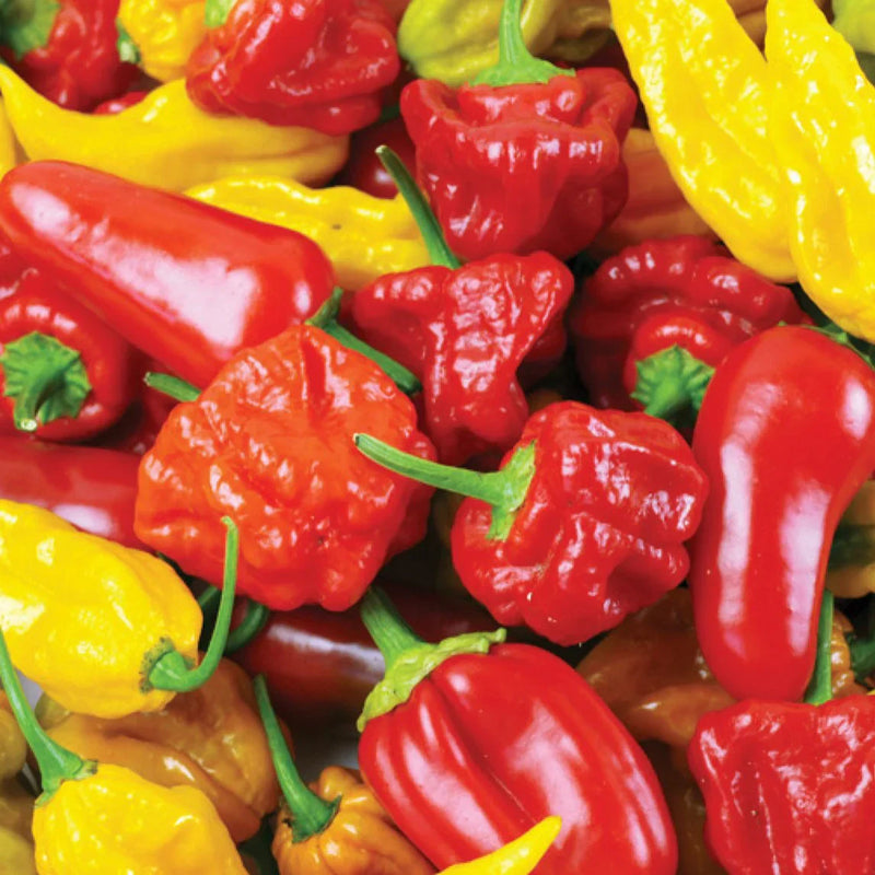 Multi-colored penis chili seeds for planting