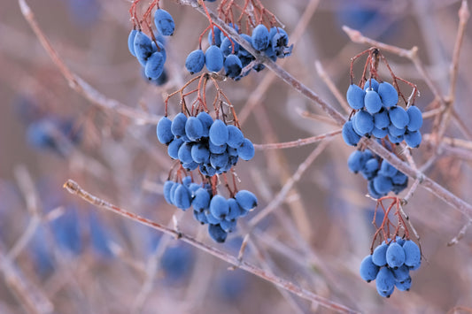 Nannyberry Seeds Viburnum lentago white flower blue-black berry shrub