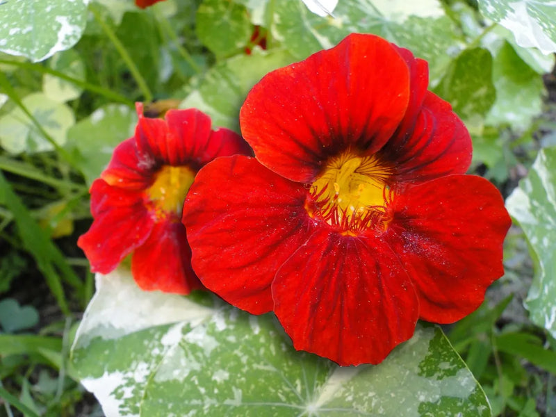 Red Nasturtium Flower seeds for Planting - Wildflower Mix, Heirloom & GMO Free Seeds for Home Garden