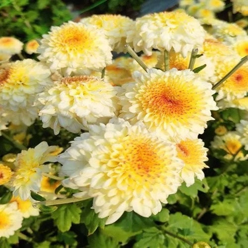 Yellow White Chrysanthemum Flower seeds for Planting - Drought Tolerant, Heirloom & GMO Free Seeds for Home Garden