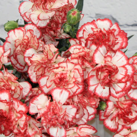 White Red Carnation Flower seeds for Planting Garden Favorite Heirloom & GMO Free Seeds for Home Garden