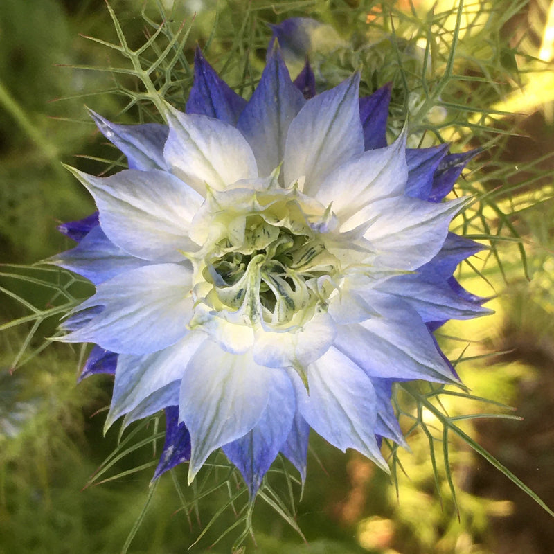 Mixed Nigella Damascena Flower seeds for Planting - Colorful Display, Heirloom & GMO Free Seeds for Home Garden