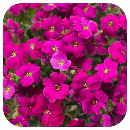 Pink Aubrieta Flower seeds for Planting - Low Maintenance, Heirloom & GMO Free Seeds for Home Garden
Sale seeds for planting in home garden