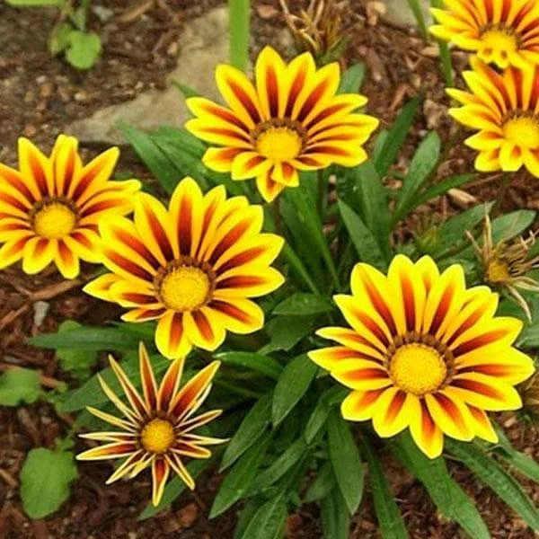 Red Yellow Gazania Flower Seeds Planting