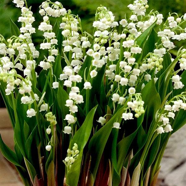 Valley Flower White Planting Seeds: Premium Seeds