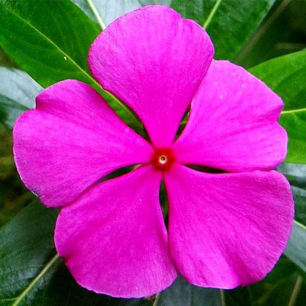 Light Pink Periwinkle Flower seeds for Planting - Fragrant Blossoms, Heirloom & GMO Free Seeds for Home Garden