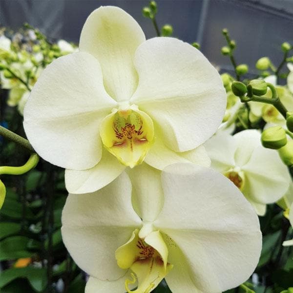 Phalaenopsis Orchids Flower seeds for Planting Seasonal Bloomer Heirloom & GMO Free Seeds for Home Garden
Sale