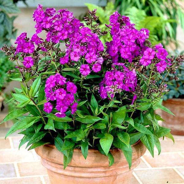 Purple Flower Pot Flower seeds for Planting - Premium Quality, Heirloom & GMO Free Seeds for Home Garden