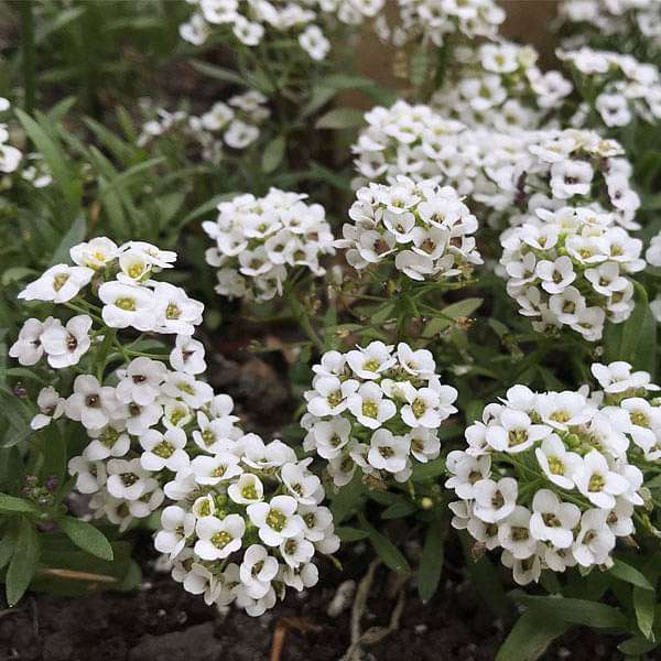 Carpet Flower seeds for Planting Colorful Display Heirloom & GMO Free Seeds for Home Garden
