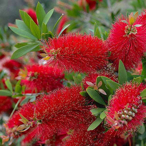 Red Callistemon Flower seeds for Planting - Sun Loving, Heirloom & GMO Free Seeds for Home Garden