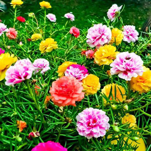 Portulaca Moss Flower seeds for Planting - Shade Tolerant, Heirloom & GMO Free Seeds for Home Garden
