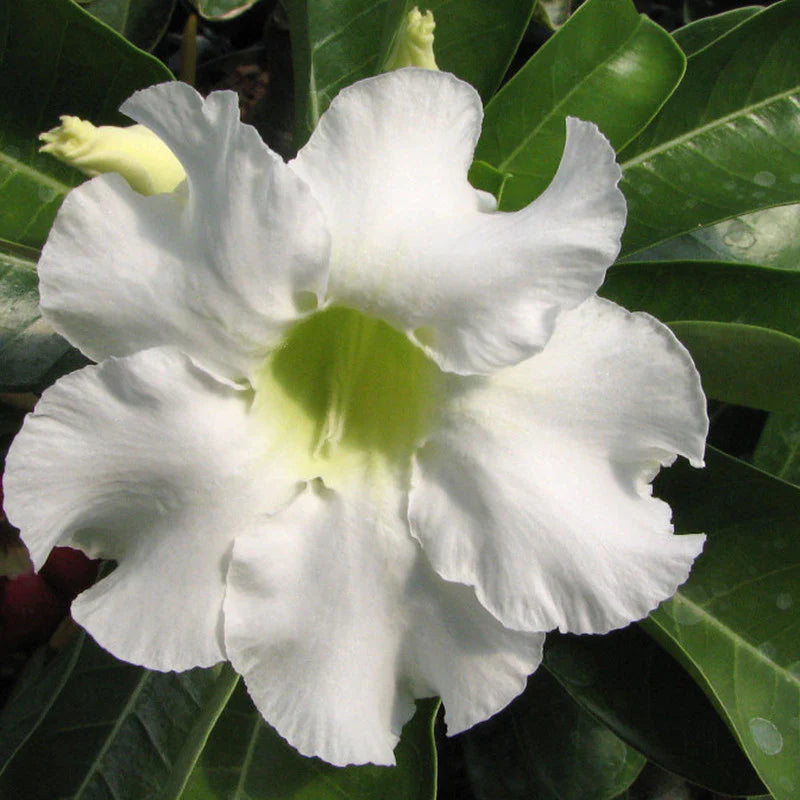 White Adenium Obessum Flower seeds for Planting - Long Bloom Season, Heirloom & GMO Free Seeds for Home Garden