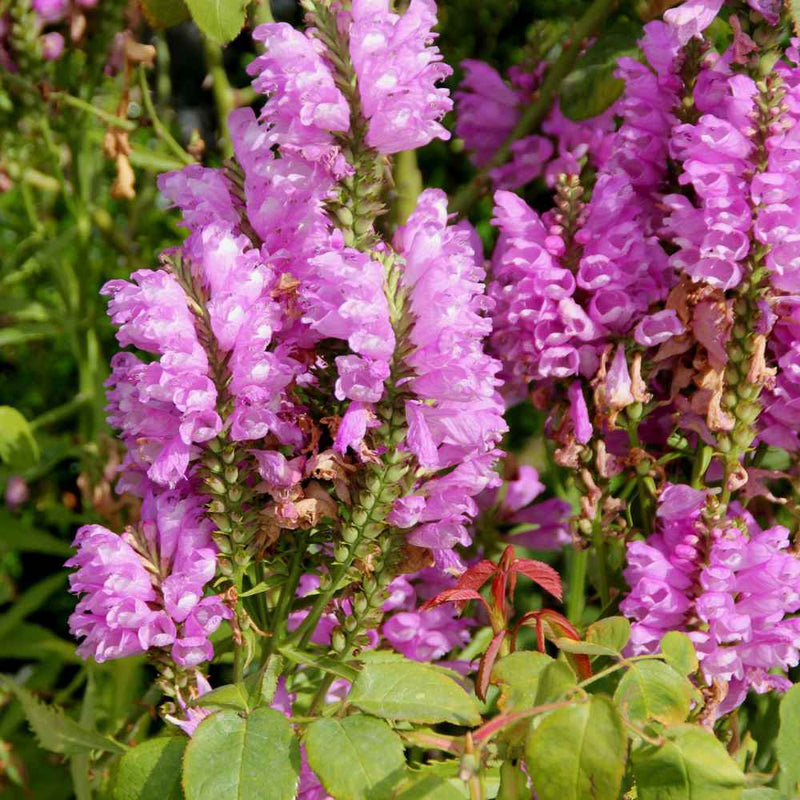 Pink Physostegia Flower seeds for Planting - Bright Blooms, Heirloom & GMO Free Seeds for Home Garden
Sale seeds for planting in home garden