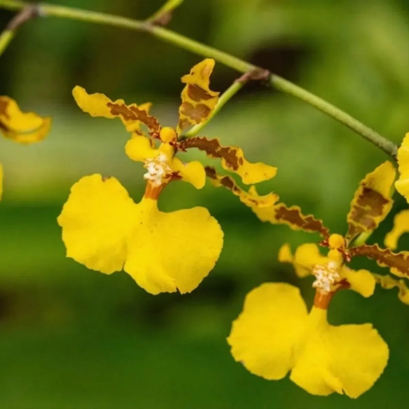 Oncidium Orchid Flower Seeds - Expert Planting Tips for Vibrant Blooms