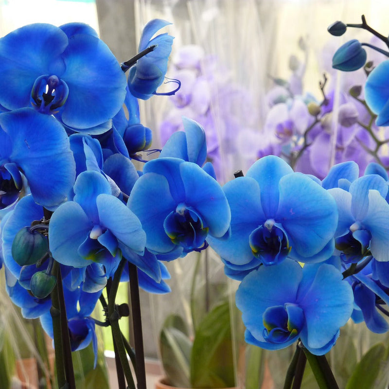 Deep Blue Phalaenopsis Orchid Flower seeds for Planting - Low Maintenance, Heirloom & GMO Free Seeds for Home Garden
Sale for planting in home garden