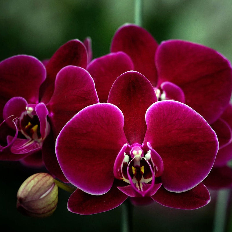 Maroon Phalaenopsis Orchid Flower seeds for Planting - Vibrant Colors, Heirloom & GMO Free Seeds for Home Garden