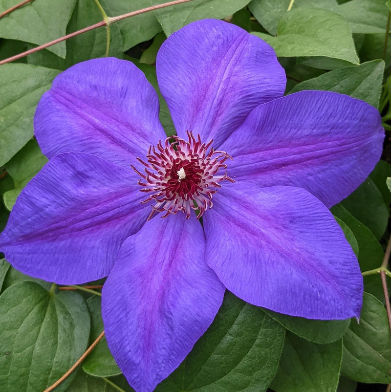 Climbing Clematis Violet Perennial Flower seeds for Planting - Fragrant Blossoms, Heirloom & GMO Free Seeds for Home Garden