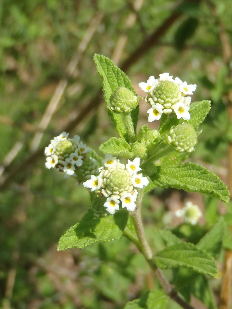 Green Lippia Javanica Flower seeds for Planting - Bright Blooms, Heirloom & GMO Free Seeds for Home Garden