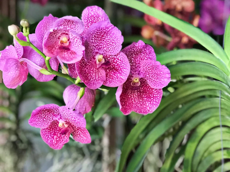Pink Orchid Flower seeds for Planting Long Bloom Season Heirloom & GMO Free Seeds for Home Garden
Sale