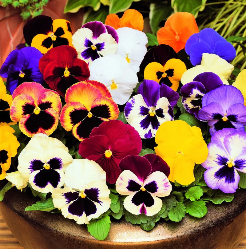 Multi-Colored Pansy Flower seeds for Planting - Hardy Variety, Heirloom & GMO Free Seeds for Home Garden