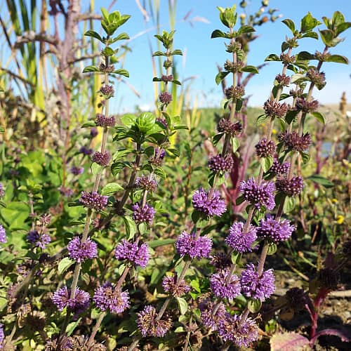 Violet Pennyroyal Flower seeds for Planting - Cut Flower Favorite, Heirloom & GMO Free Seeds for Home Garden