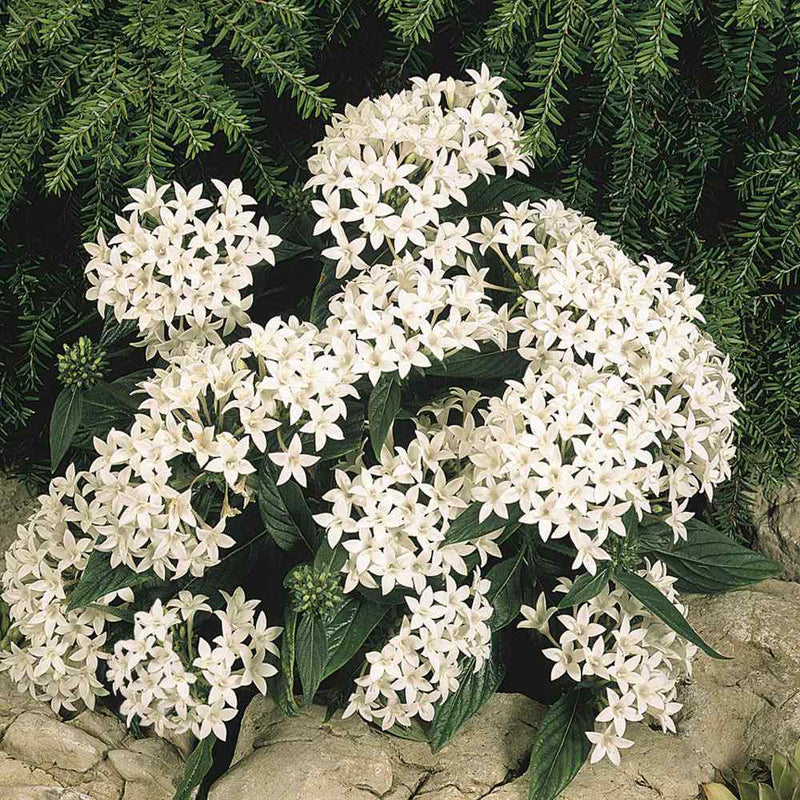 White Pentas Starla Flower seeds for Planting - Wildflower Mix, Heirloom & GMO Free Seeds for Home Garden