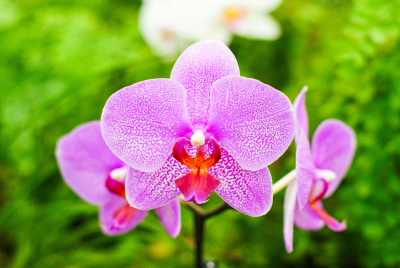 Orchid Flower seeds for Planting Vibrant Colors Heirloom & GMO Free Seeds for Home Garden