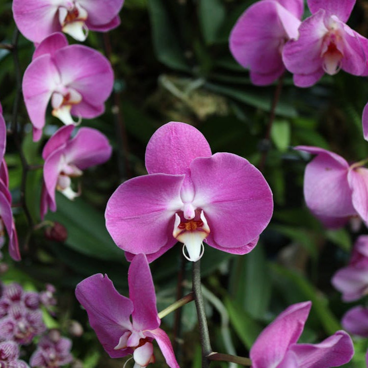 Butterfly Orchid Flower seeds for Planting - Bright Blooms, Heirloom & GMO Free Seeds for Home Garden
Sale for planting in home garden