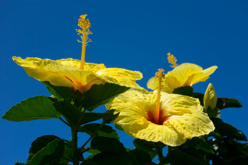 Yellow Blue Hibiscus Flower Seeds Drought Tolerant Heirloom & GMO Free Seeds for Home Garden
Sale