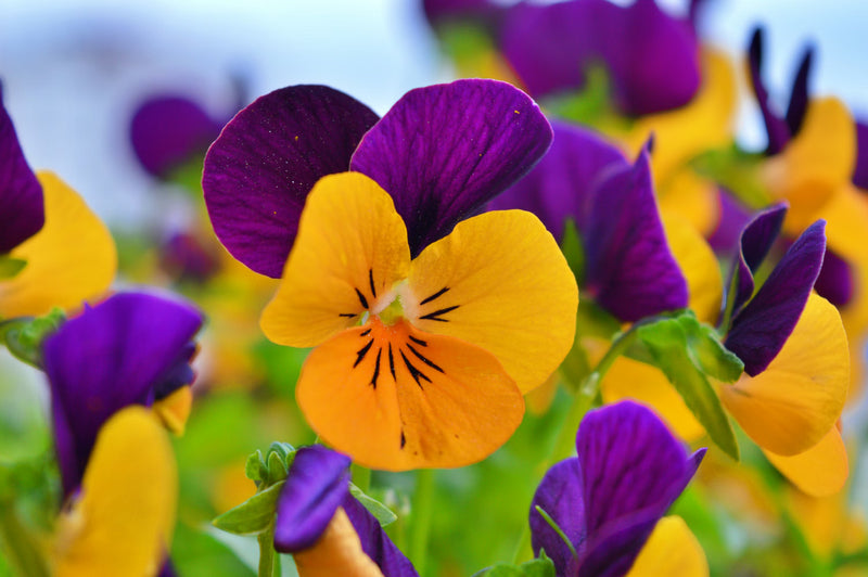 Purple Orange Pansy Flower seeds for Planting - Colorful Display, Heirloom & GMO Free Seeds for Home Garden