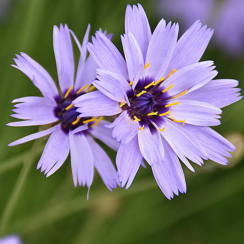 Blue Catananche Flower seeds for Planting - Garden Favorite, Heirloom & GMO Free Seeds for Home Garden