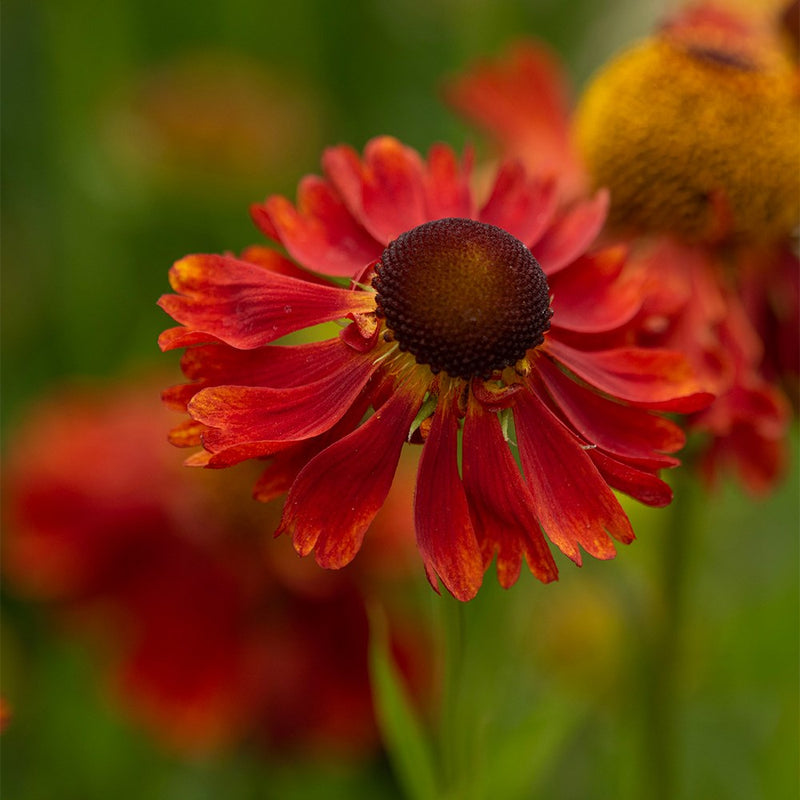Helenium Flower seeds for Planting Long Bloom Season Heirloom & GMO Free Seeds for Home Garden