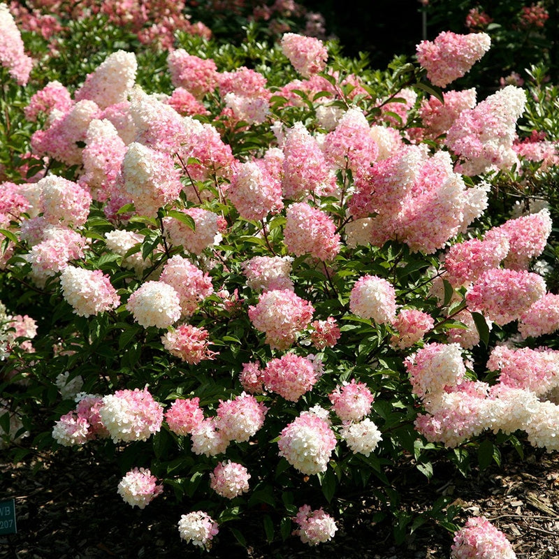 Pink Vanilla Fraise Flower seeds for Planting - Premium Quality, Heirloom & GMO Free Seeds for Home Garden
Sale for planting in home garden