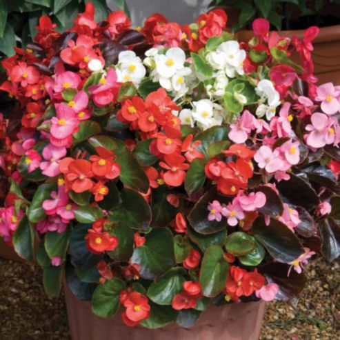 Begonia Semperflorens Flower seeds for Planting Garden Favorite Heirloom & GMO Free Seeds for Home Garden
Sale