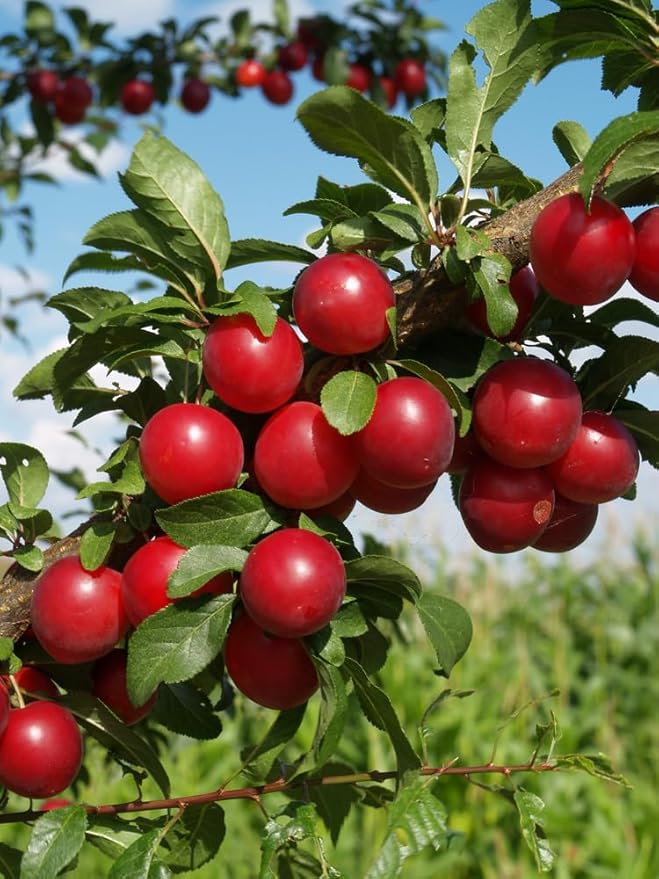 Plum Prunus domestica seeds for planting