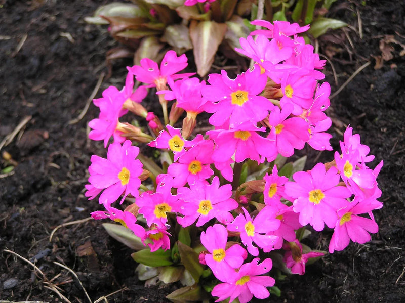 Himalayan Primrose Flower seeds for Planting Premium Quality Heirloom & GMO Free Seeds for Home Garden