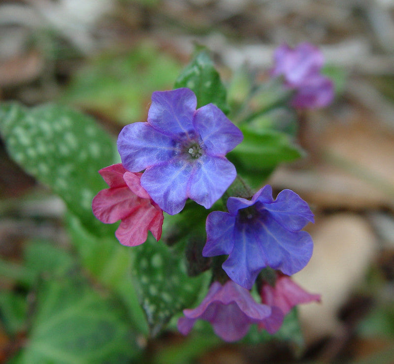 Pulmonaria Flower seeds for Planting Pollinator Friendly Heirloom & GMO Free Seeds for Home Garden
Sale seeds for home garden planting
