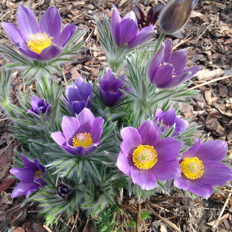 Violet Pasque Flower seeds for Planting - Pollinator Friendly, Heirloom & GMO Free Seeds for Home Garden