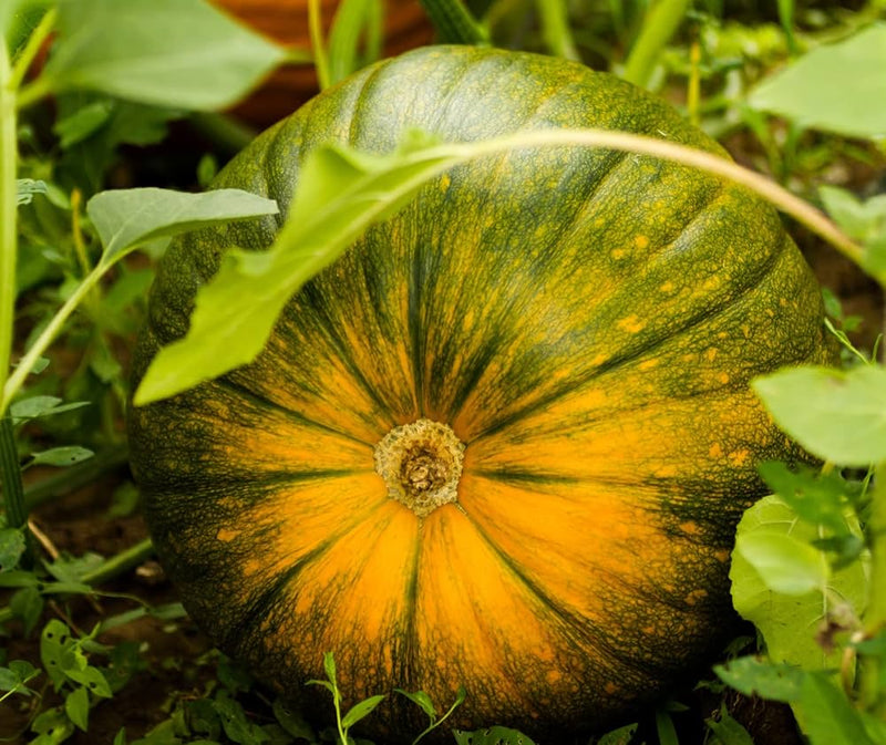 Ripe pumpkins ready for harvest
