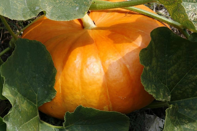 Freshly harvested pumpkins from vegetable patch and large garden
