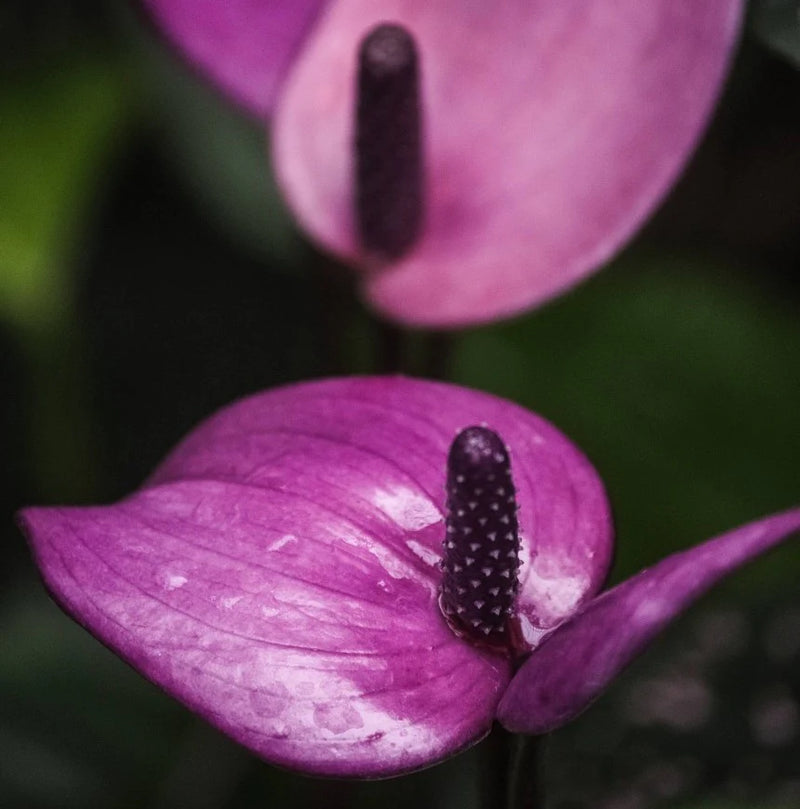 Purple Anthurium Flower seeds for Planting - Drought Tolerant, Heirloom & GMO Free Seeds for Home Garden
